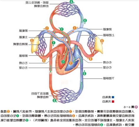 血液循環口訣