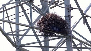 家有鳥巢怎麼辦