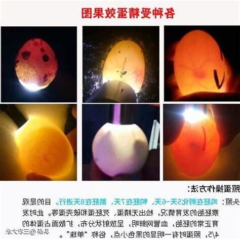 孵蛋過程