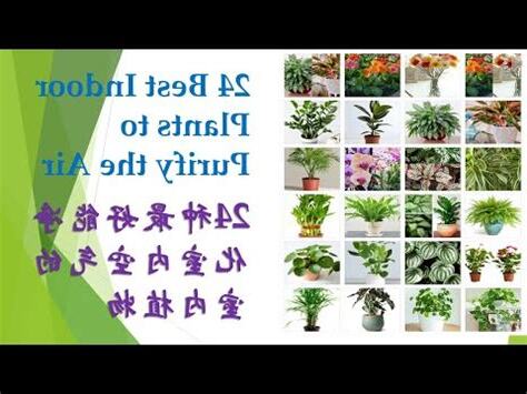 家中植物推薦