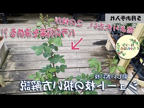 薔薇毒氣