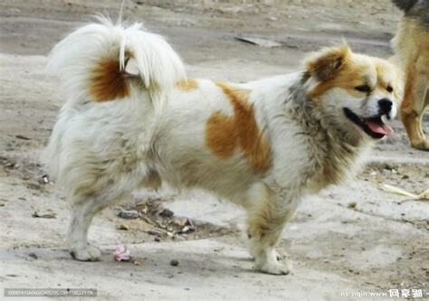 家犬