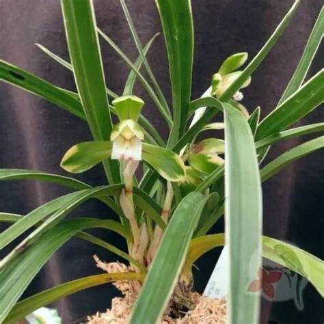 種蘭花的材料