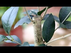 桂花枯枝