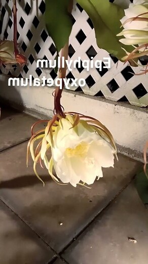 曇花開花