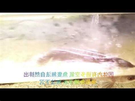 龍魚浮背