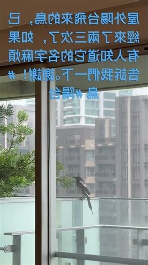 鳥飛來陽台