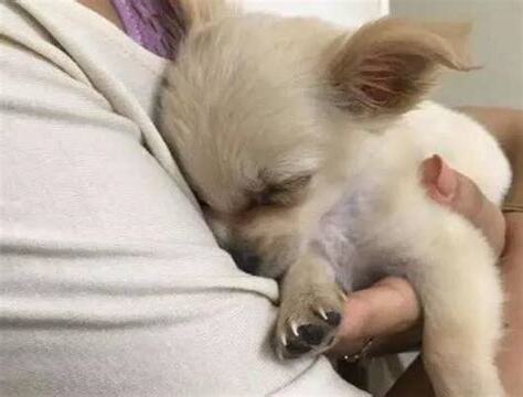 狗狗死掉怎麼處理