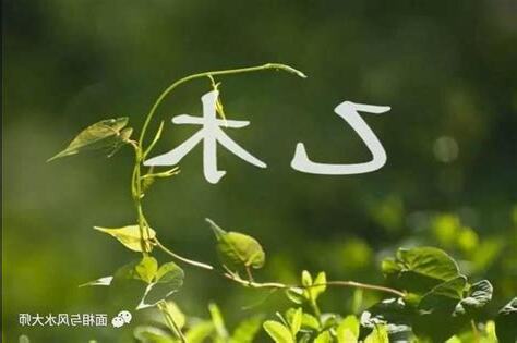 甲木參天