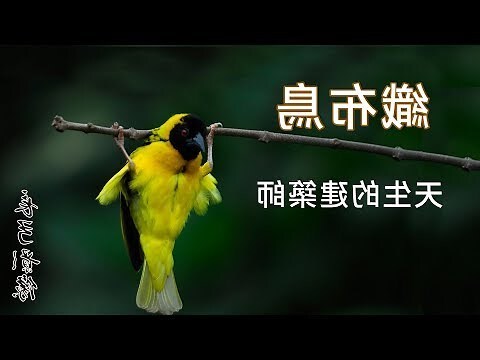 家門口有鳥巢