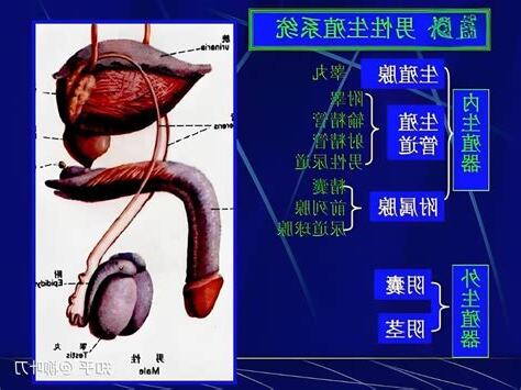 男人生殖器官