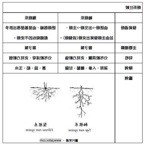 根的種類