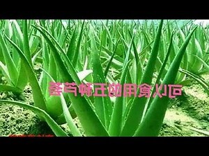 蘆薈品種不可食用蘆薈照片