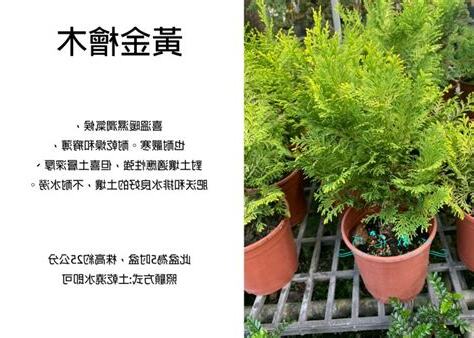 黃金木功效