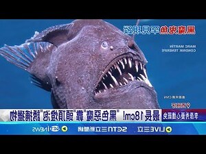 黑色的魚