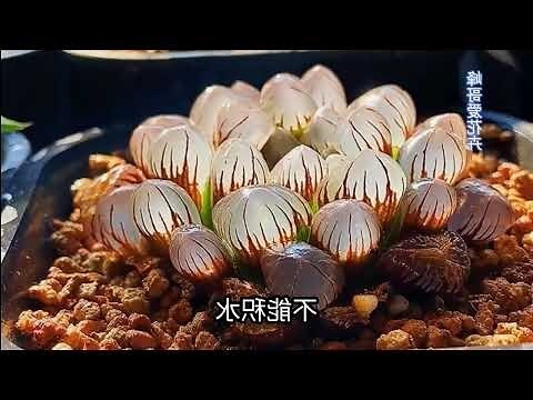 玉露變黑