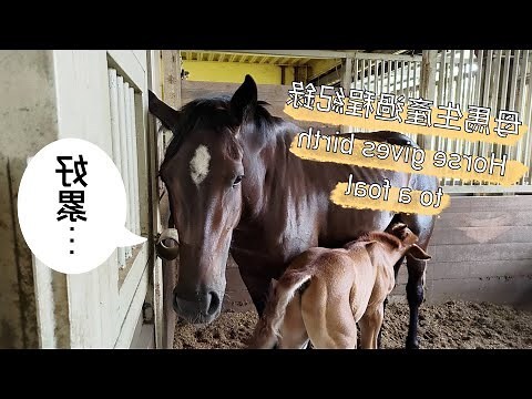 生小馬意思