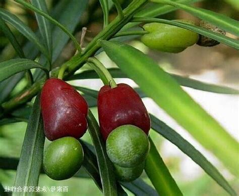 羅漢松果實可以吃嗎