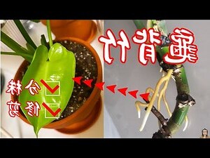 龜背竹风水