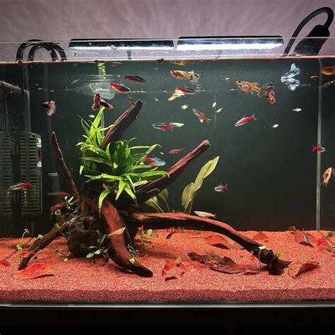 魚缸擺設