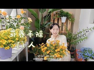 什麼植物最好養