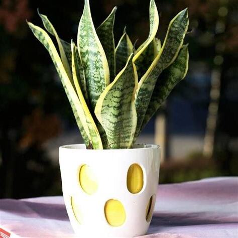 辦公桌植物風水