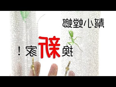 家裡出現螳螂代表什麼