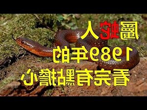 大林木命屬蛇