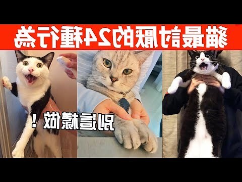 死貓禁忌