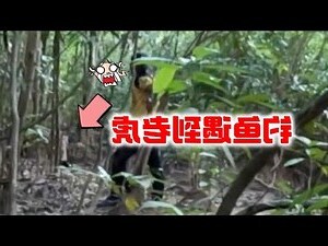 打老虎意思