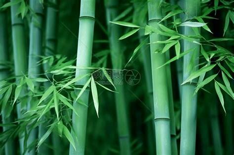 竹子照片