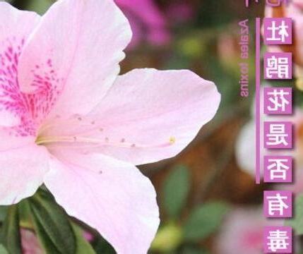 杜鵑花有毒嗎