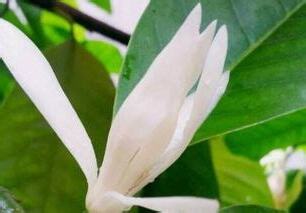 玉蘭花禁忌