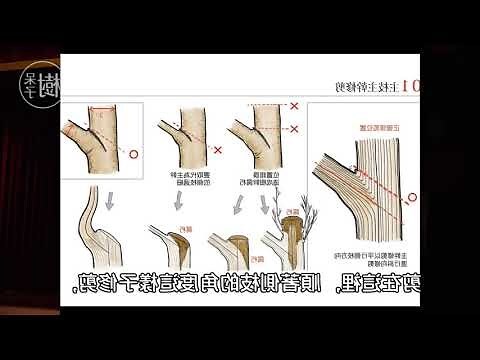 小樹變大樹