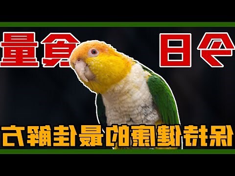 什麼鳥東西