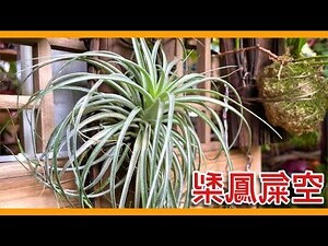 空氣鳳梨