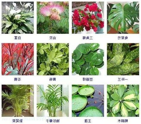 觀葉植物有哪些