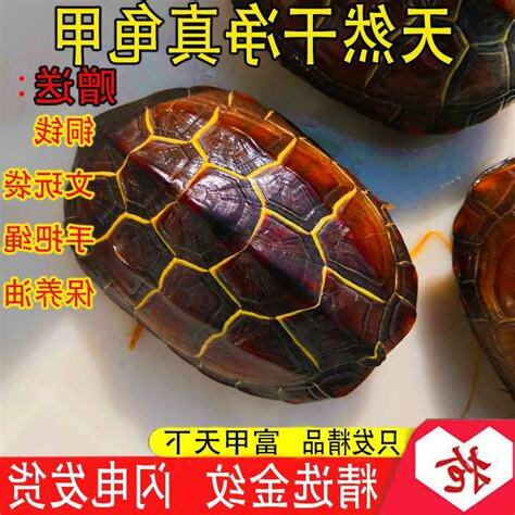 巴西龜殼