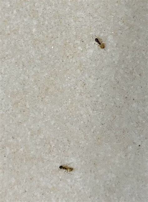 房間突然有螞蟻