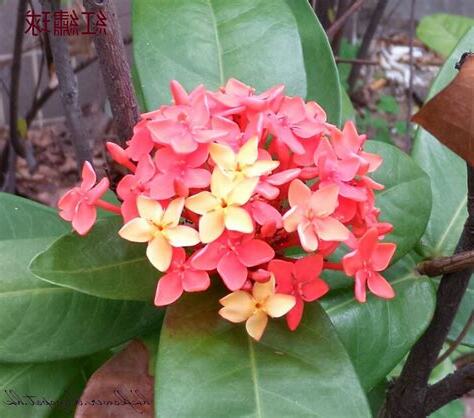 紅色小花植物
