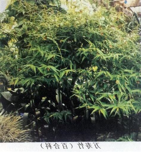 五行屬金的植物
