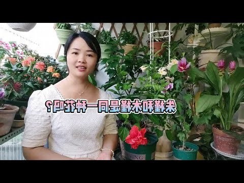 木槿花的象征意义