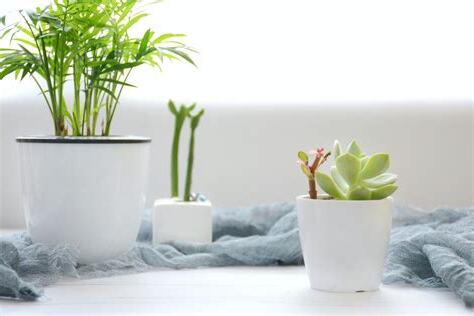 臥室適合放什麼植物