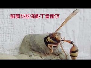泥壺蜂巢風水