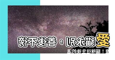 貓咪死掉怎麼處理