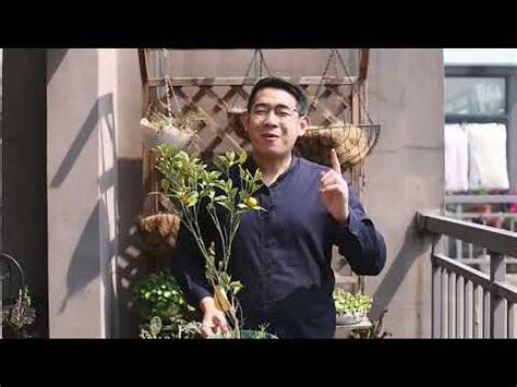 巖蘭草盆栽