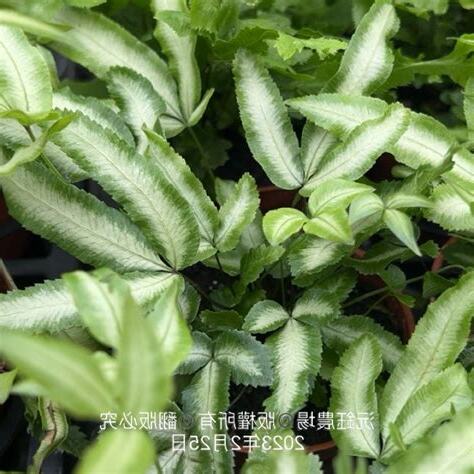 銀脈鳳尾蕨風水