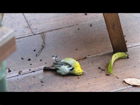 鳥死了