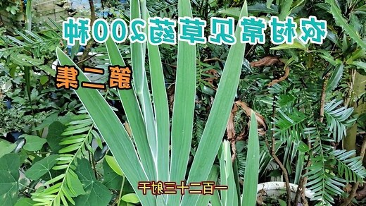 草的名字