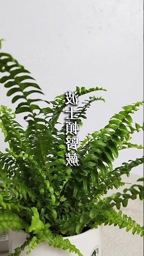 波士頓蕨浴室